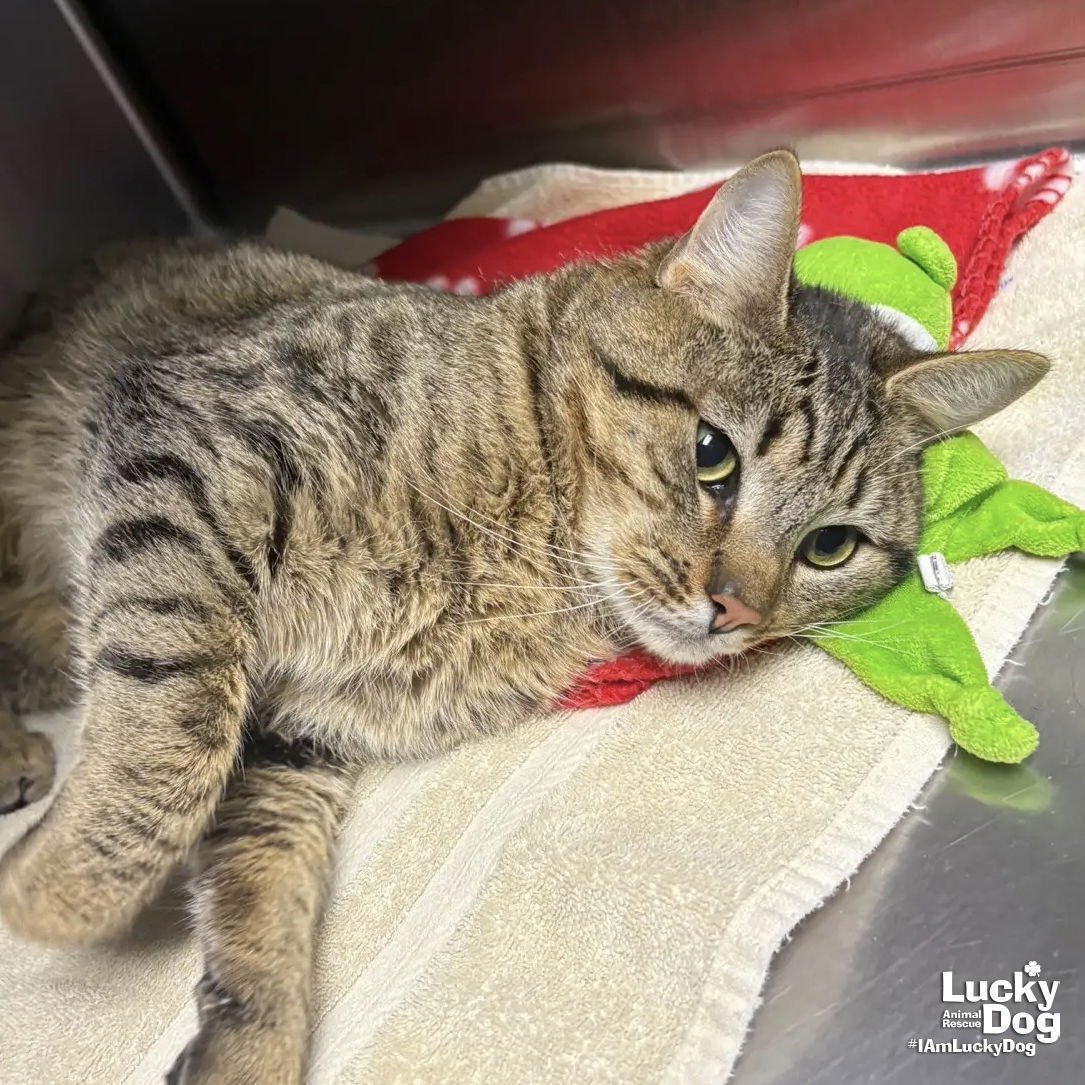 FRED - Domestic Short Hair available for adoption