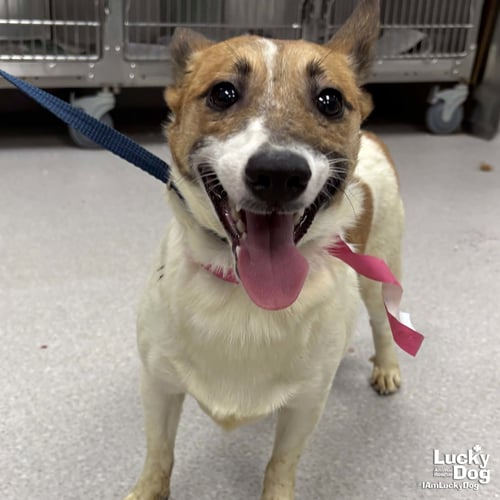 MEADOW - Jack Russell Terrier available for adoption