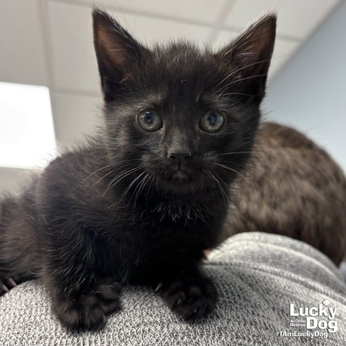 SISSY - Domestic Short Hair available for adoption