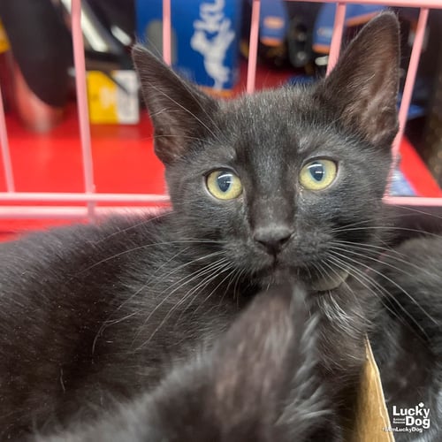 SISSY - Domestic Short Hair available for adoption