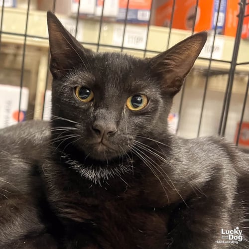SISSY - Domestic Short Hair available for adoption