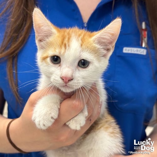BUMBLEBEE - Domestic Short Hair available for adoption