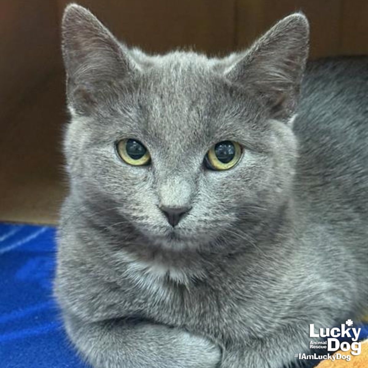 MERYL - Domestic Short Hair available for adoption