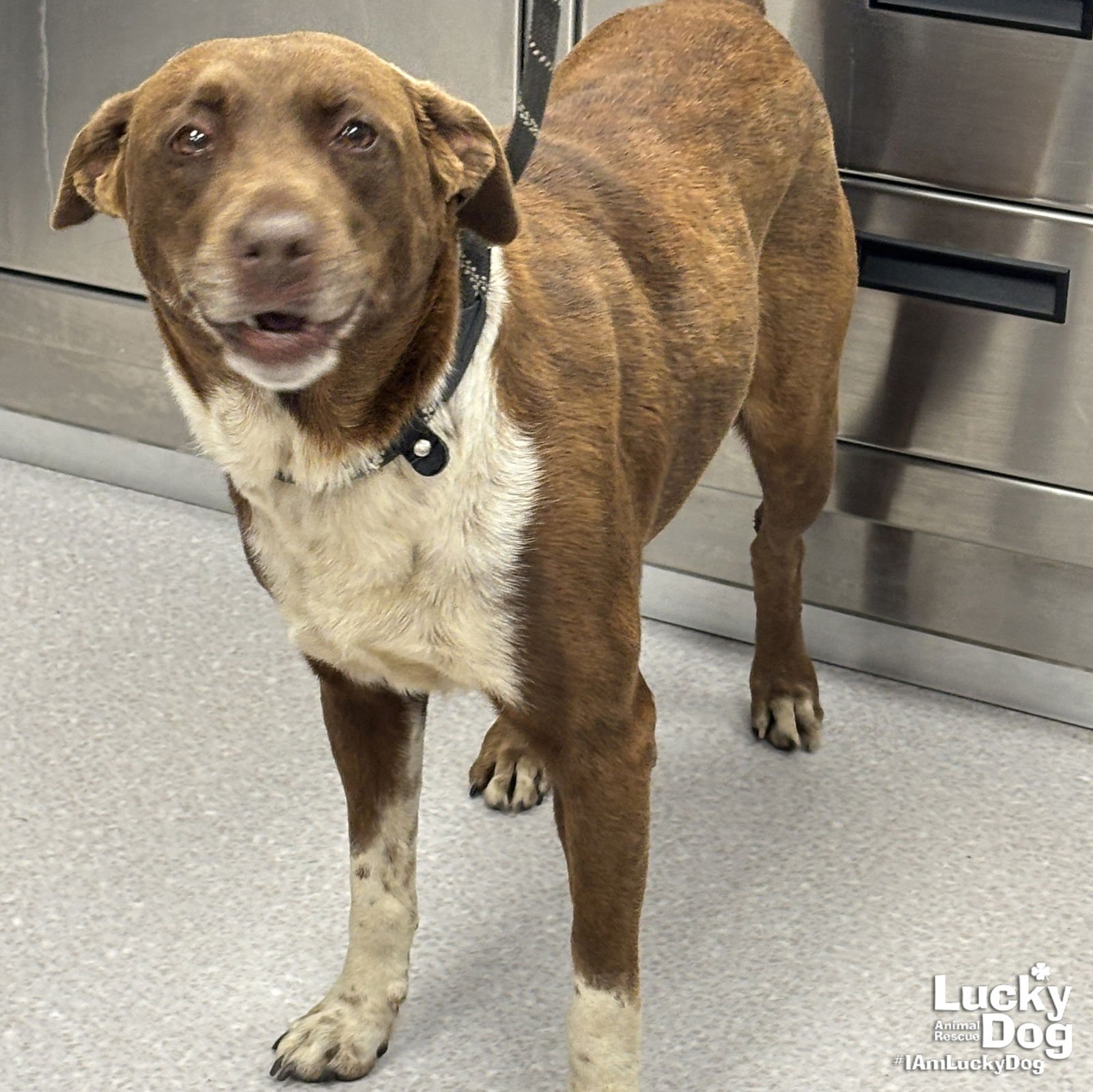 EFFIE - Labrador Retriever / Shepherd available for adoption