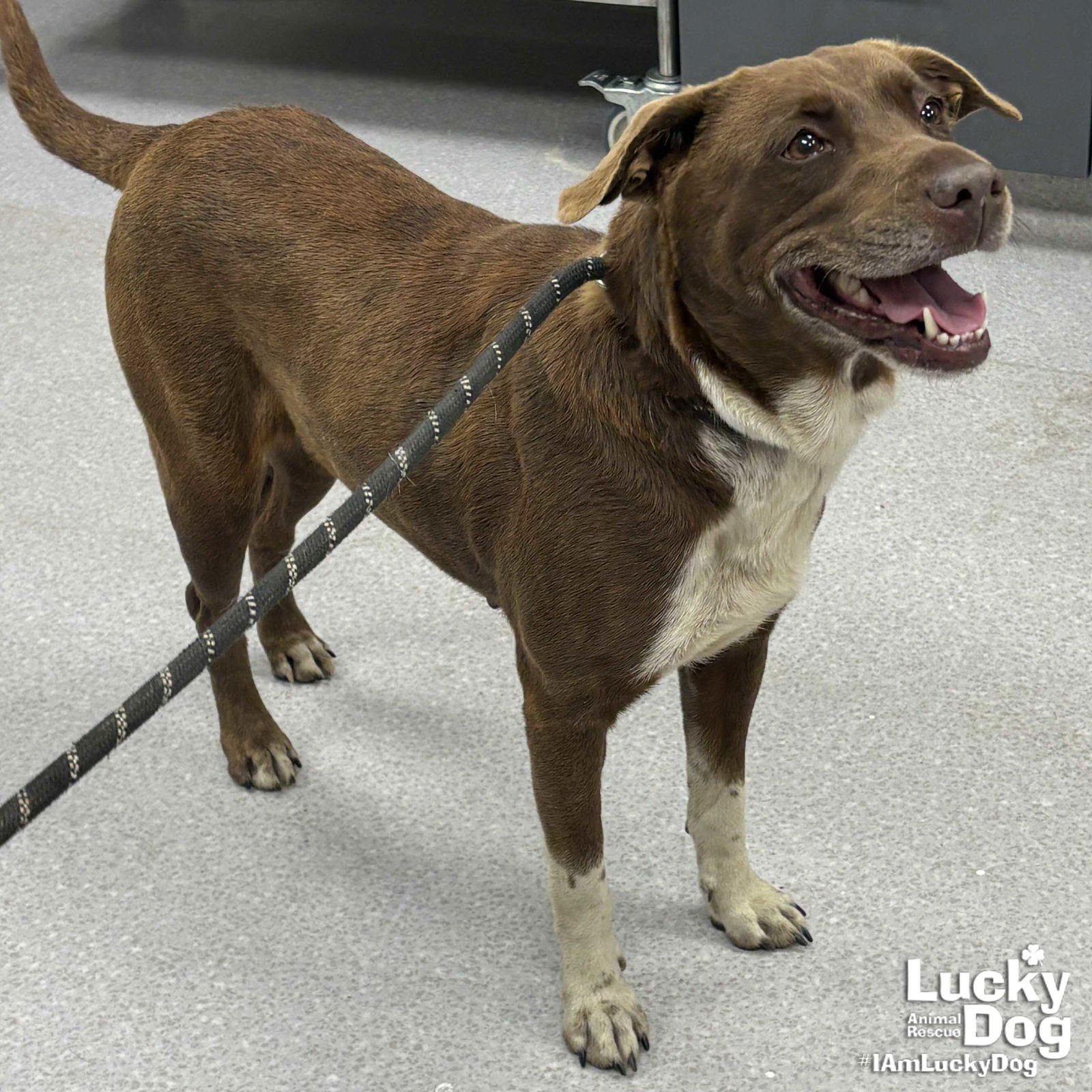 EFFIE - Labrador Retriever / Shepherd available for adoption