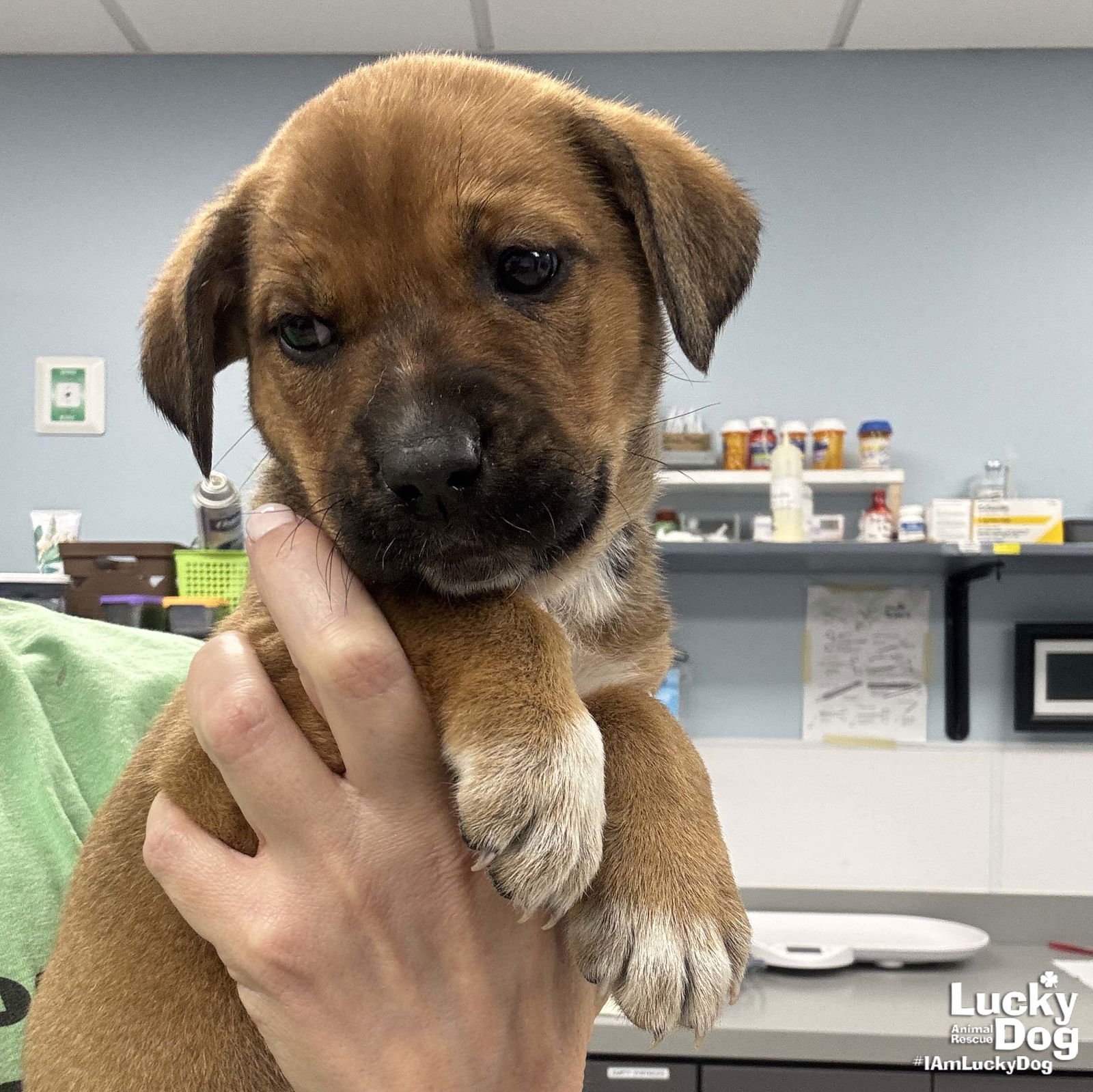 DENA - Shepherd available for adoption