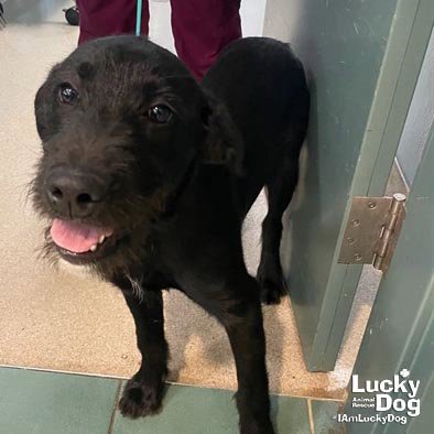CLYDE - Schnauzer available for adoption