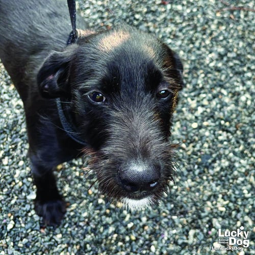 CLYDE - Schnauzer available for adoption