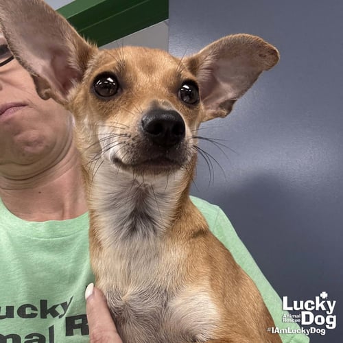 EDITH - Chihuahua available for adoption