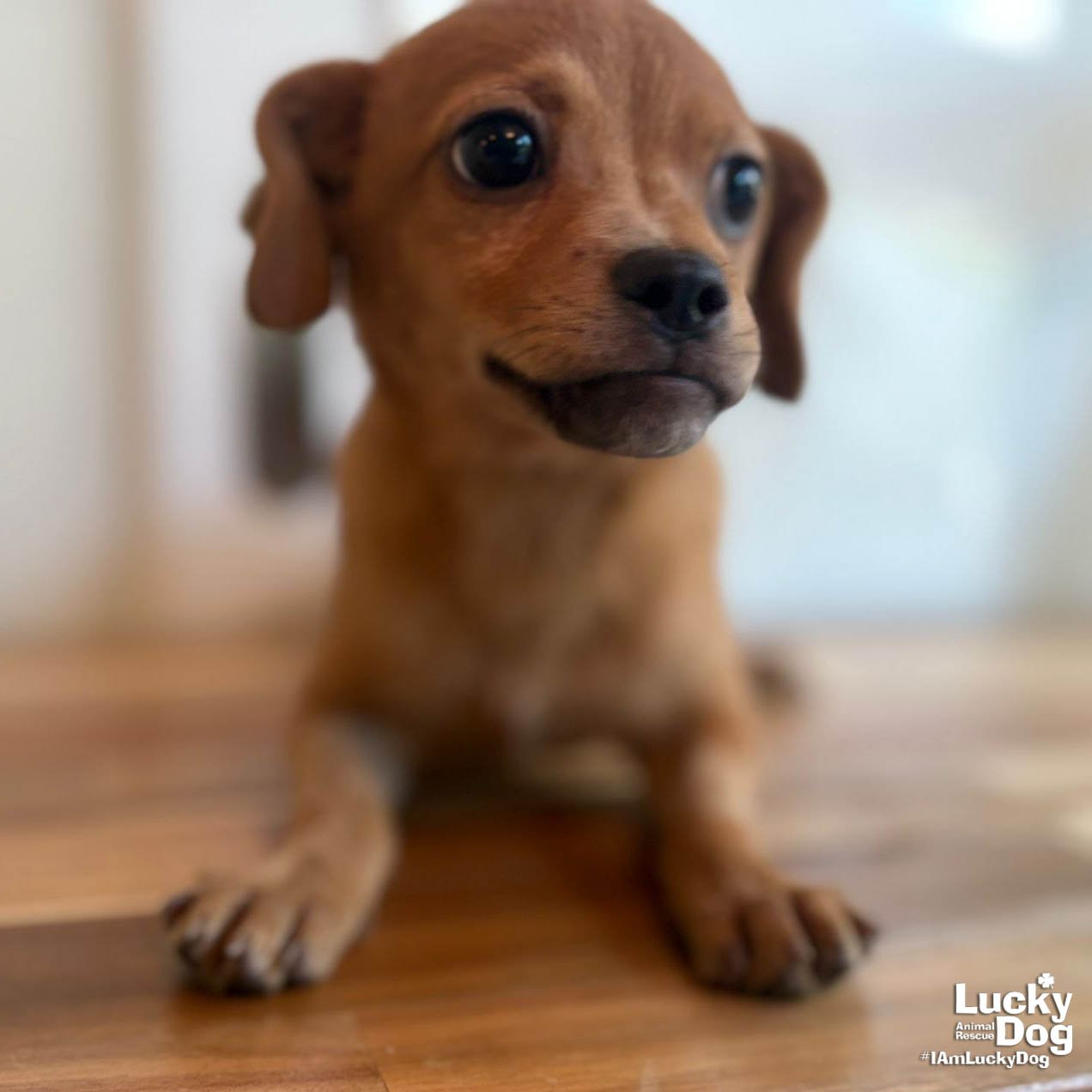 PILLY - Chihuahua available for adoption