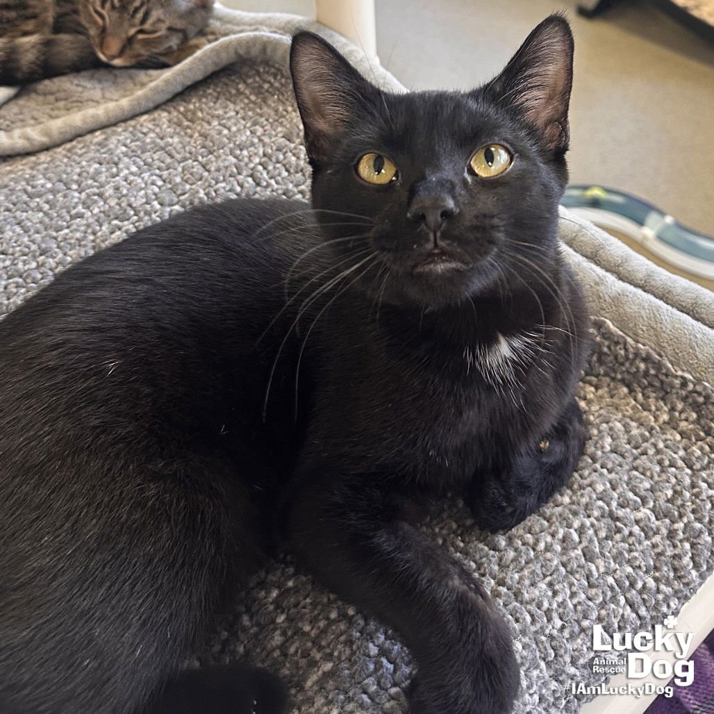 PAPER SHREDDER - Domestic Short Hair available for adoption