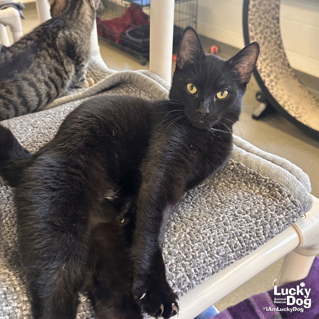 PAPER SHREDDER - Domestic Short Hair available for adoption