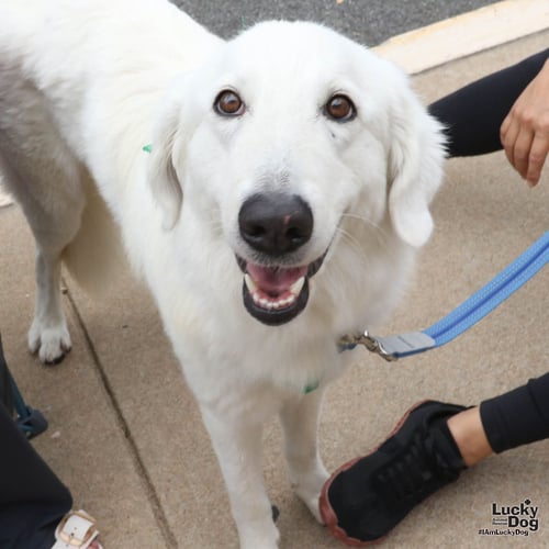 PERLA - Great Pyrenees / Retriever available for adoption