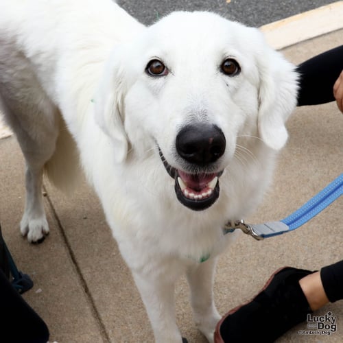 PERLA - Great Pyrenees / Retriever available for adoption
