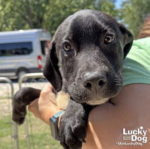 VADER - Labrador Retriever available for adoption