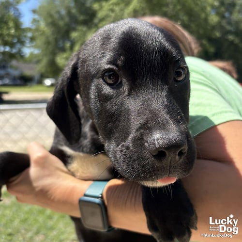 VADER - Labrador Retriever available for adoption