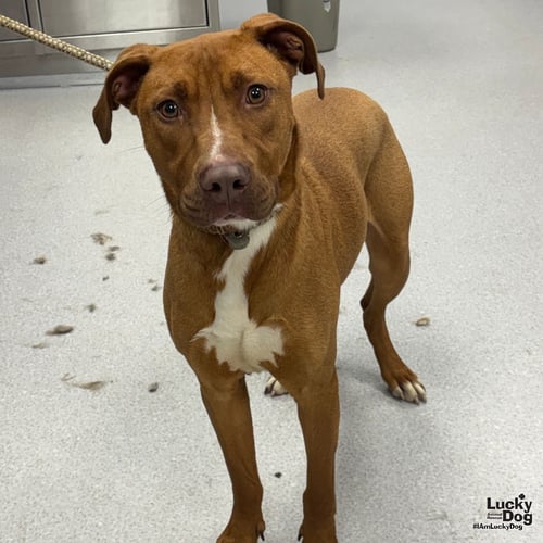 NAPOLEON - Retriever / Terrier available for adoption