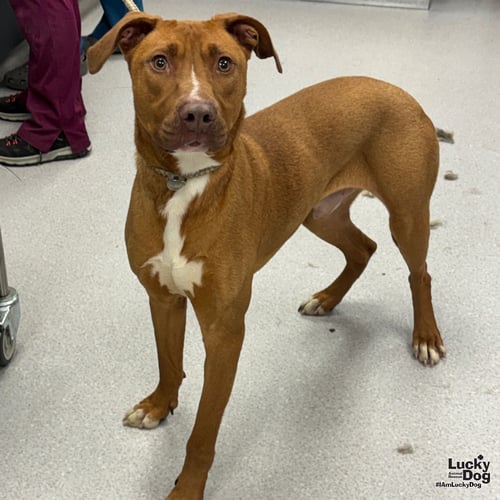 NAPOLEON - Retriever / Terrier available for adoption