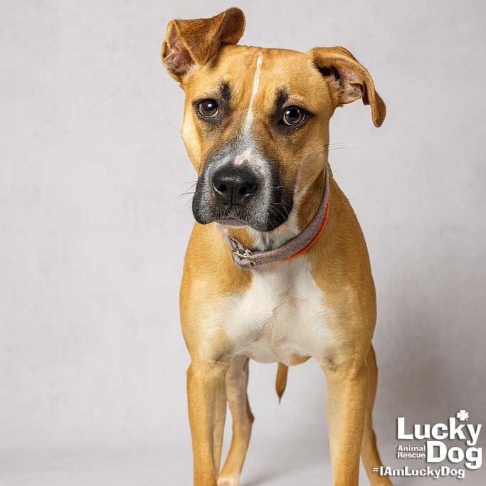 POLAROID - Labrador Retriever / Terrier available for adoption