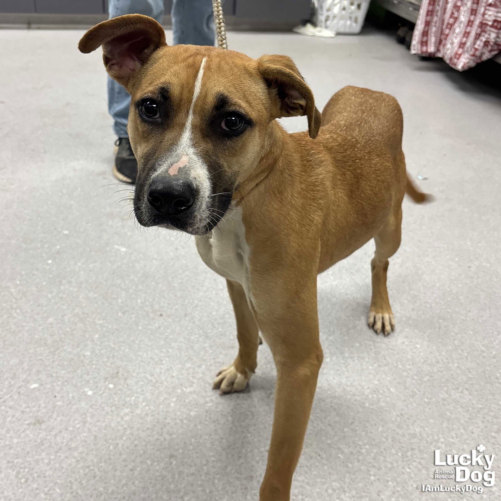 POLAROID - Labrador Retriever / Terrier available for adoption