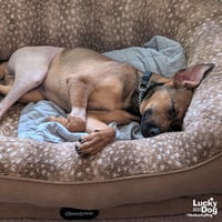 Winston - Photo 3