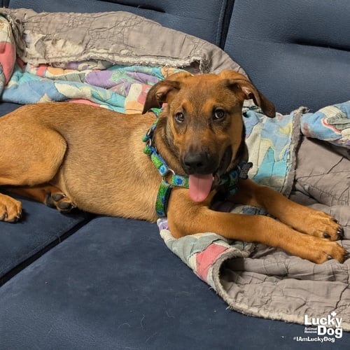 WINSTON - Shepherd available for adoption
