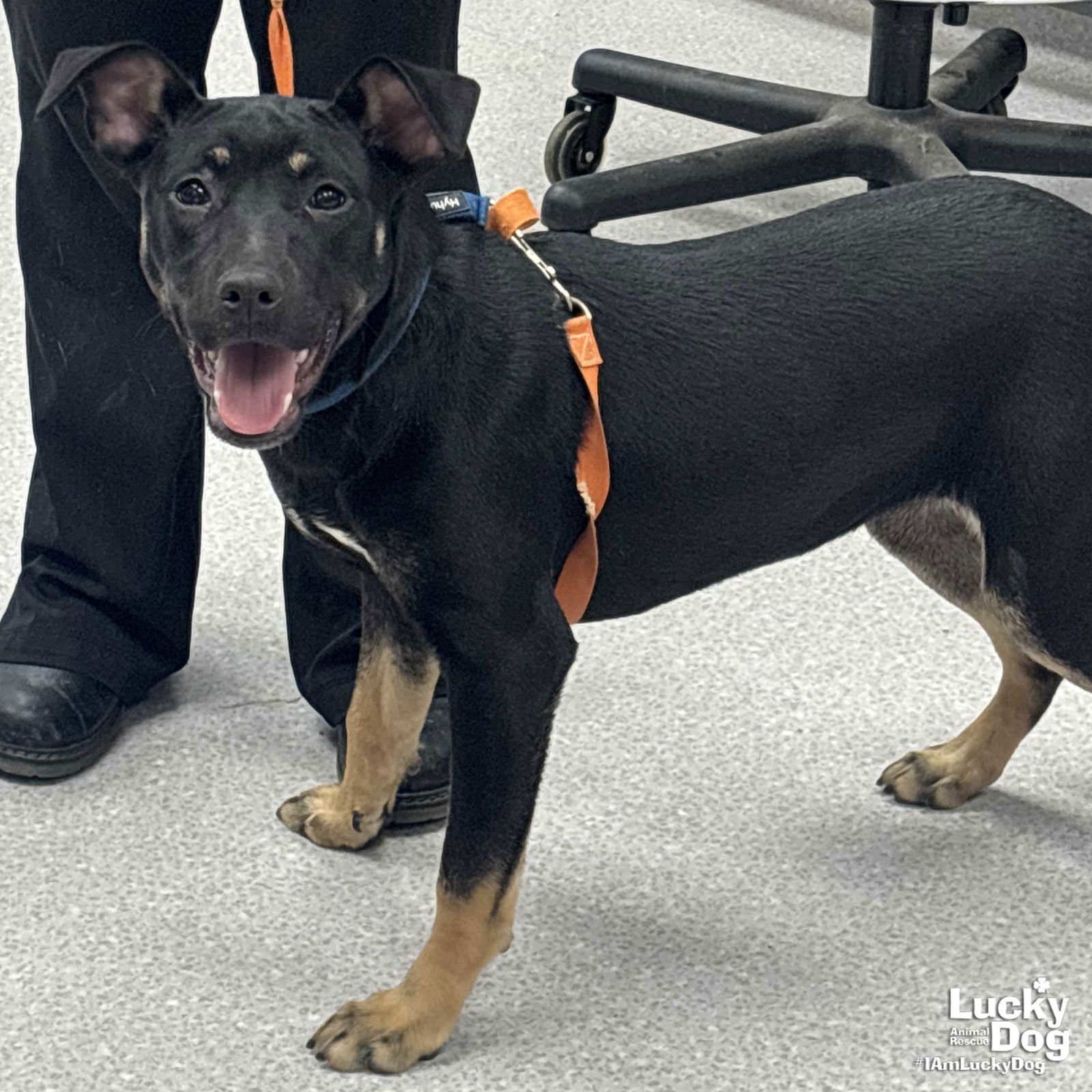 ZILLY - Labrador Retriever / Terrier available for adoption