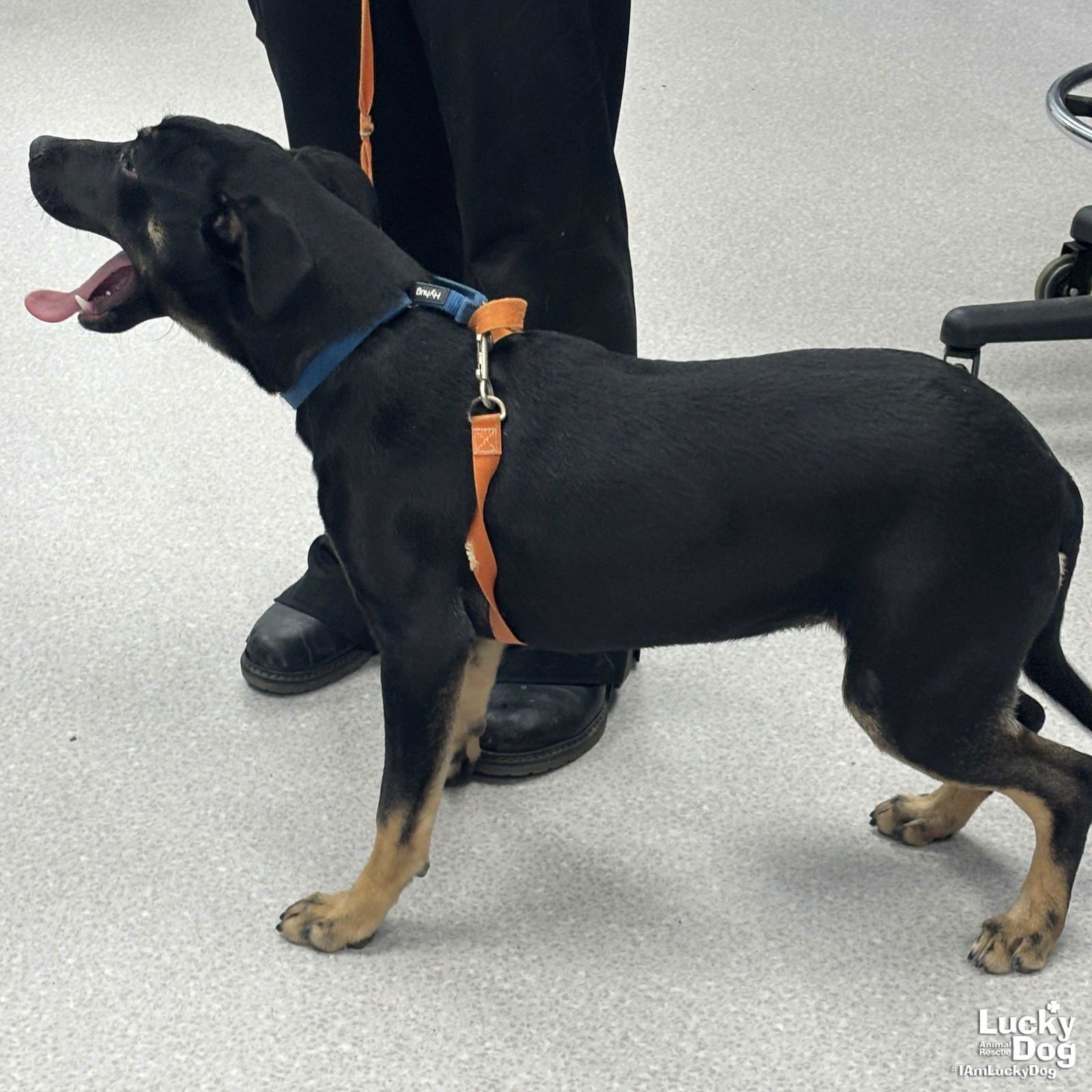 ZILLY - Labrador Retriever / Terrier available for adoption