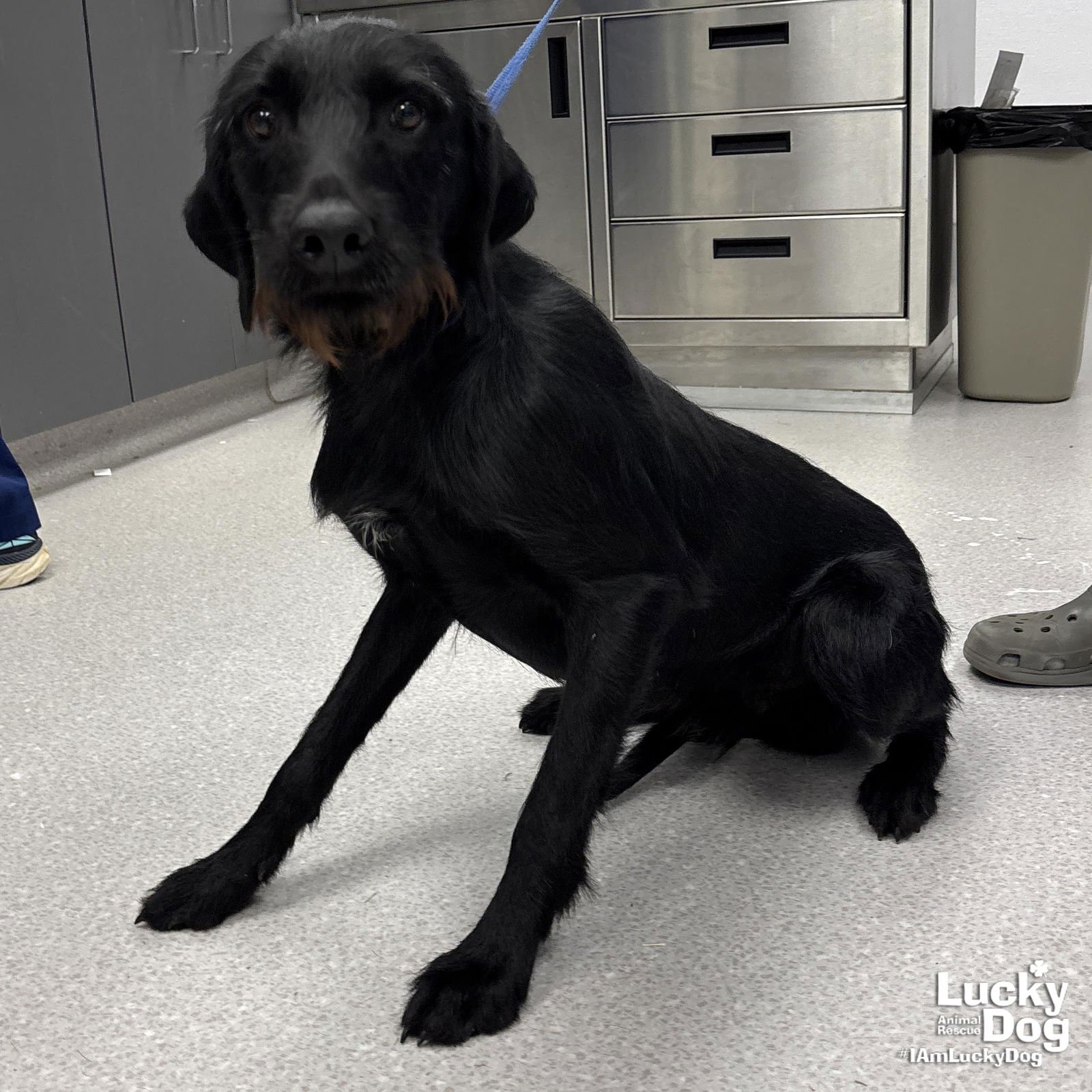 CHUM - Labrador Retriever / Wirehaired Fox Terrier available for adoption