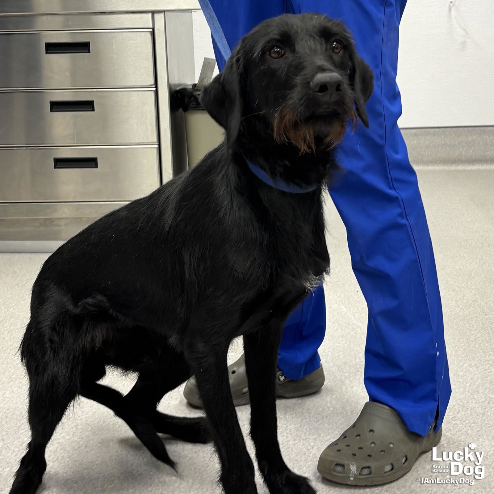 CHUM - Labrador Retriever / Wirehaired Fox Terrier available for adoption