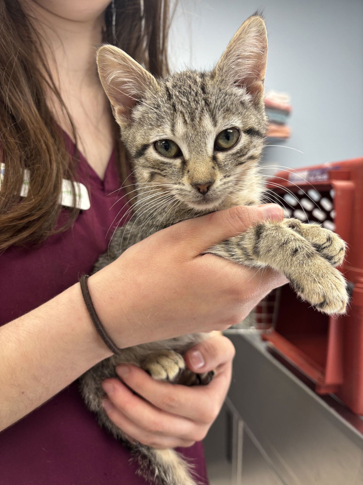 FIESTA - Domestic Short Hair available for adoption