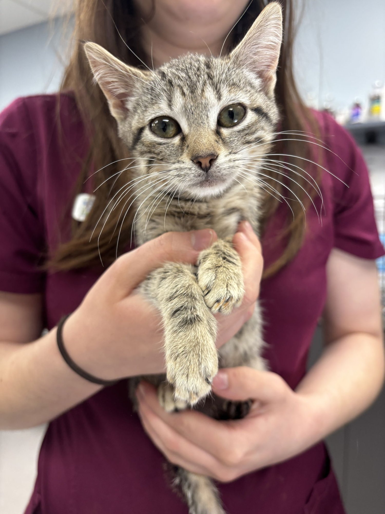 FIESTA - Domestic Short Hair available for adoption