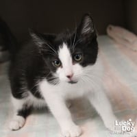Blathers - Photo 1