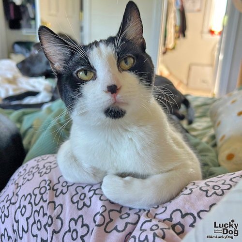 BLATHERS - Domestic Short Hair available for adoption
