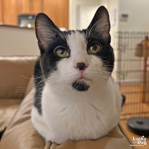BLATHERS - Domestic Short Hair available for adoption
