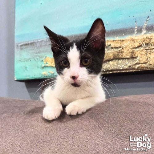 BLATHERS - Domestic Short Hair available for adoption