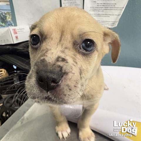 MITZI - Labrador Retriever available for adoption