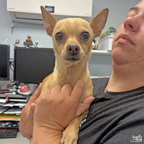 BURRITO - Chihuahua available for adoption