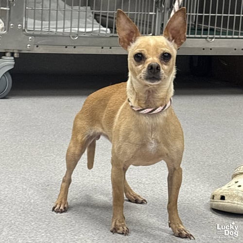 BURRITO - Chihuahua available for adoption