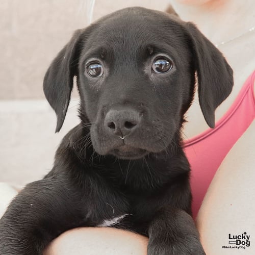 KENDRA - Labrador Retriever available for adoption