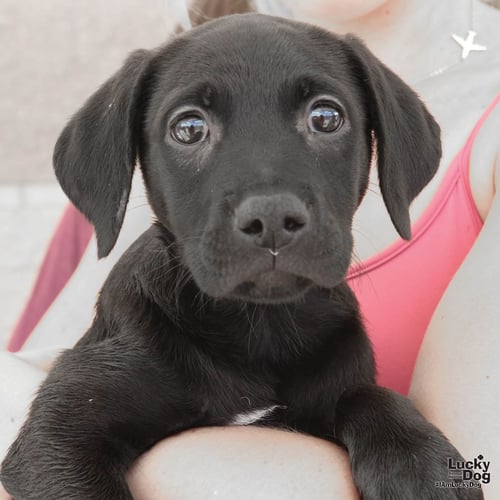 KENDRA - Labrador Retriever available for adoption