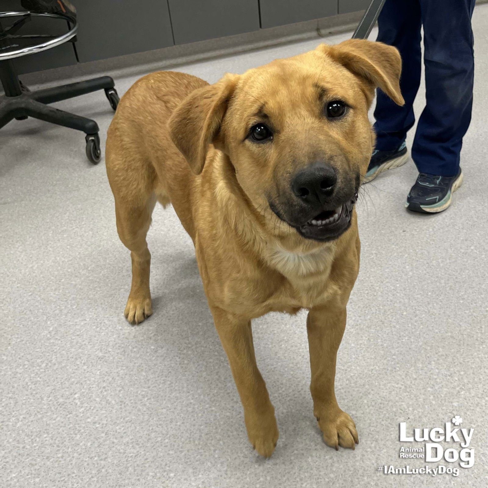 BARNEY - Retriever / Labrador Retriever available for adoption