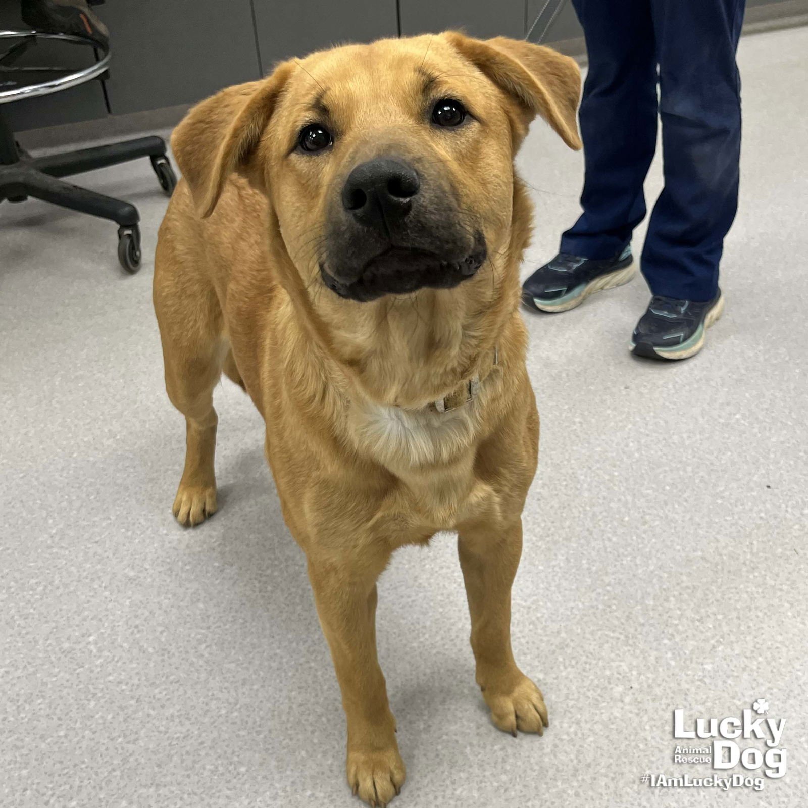 BARNEY - Retriever / Labrador Retriever available for adoption