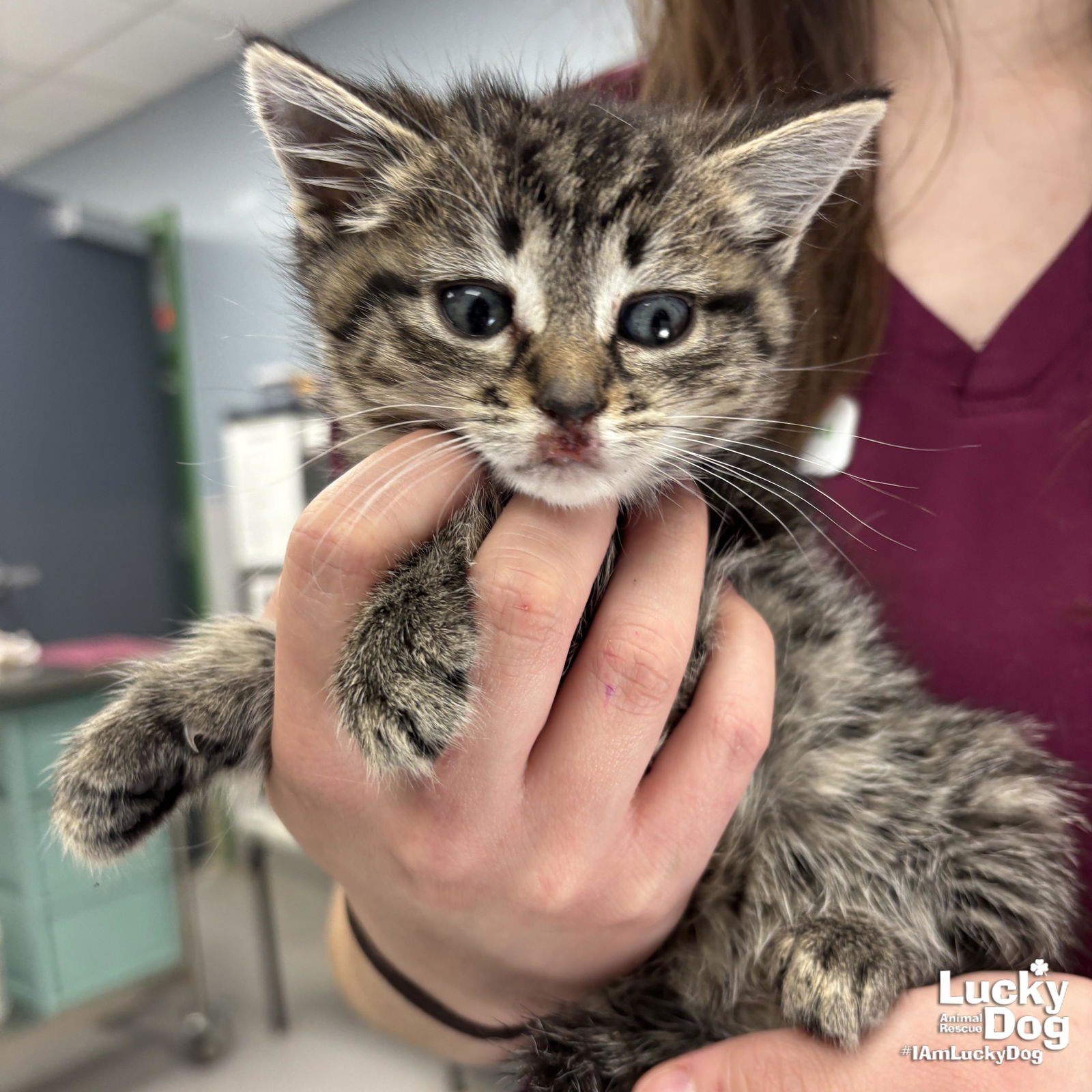 ELENA - Domestic Short Hair available for adoption