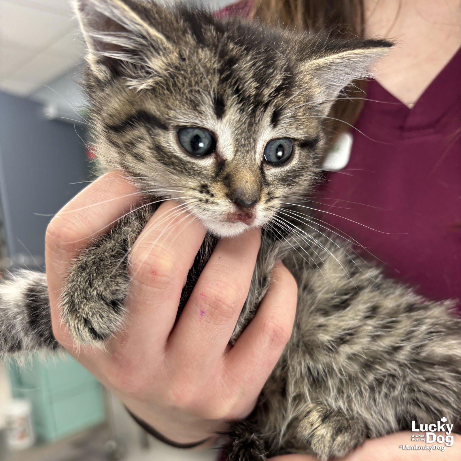 ELENA - Domestic Short Hair available for adoption