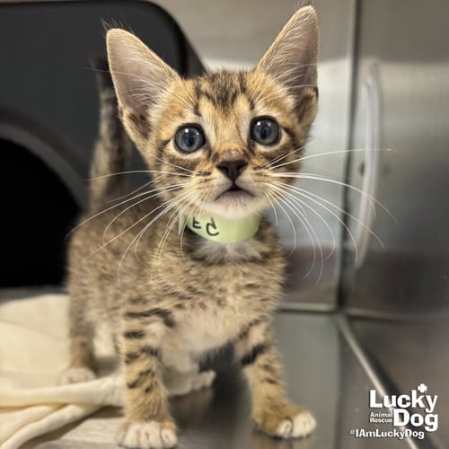 ED - Domestic Short Hair available for adoption