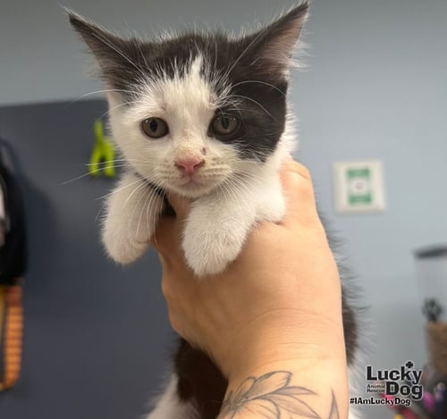 TUX - Domestic Short Hair available for adoption