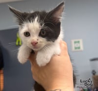 Tux - Photo 2