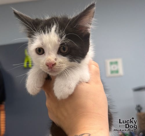 TUX - Domestic Short Hair available for adoption