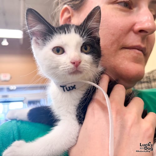 TUX - Domestic Short Hair available for adoption